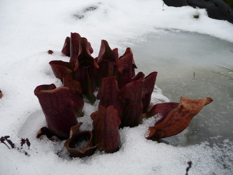 Rote Schlacupflanze gestern. Heute auch unter einer Schneedecke verschwunden ;-)