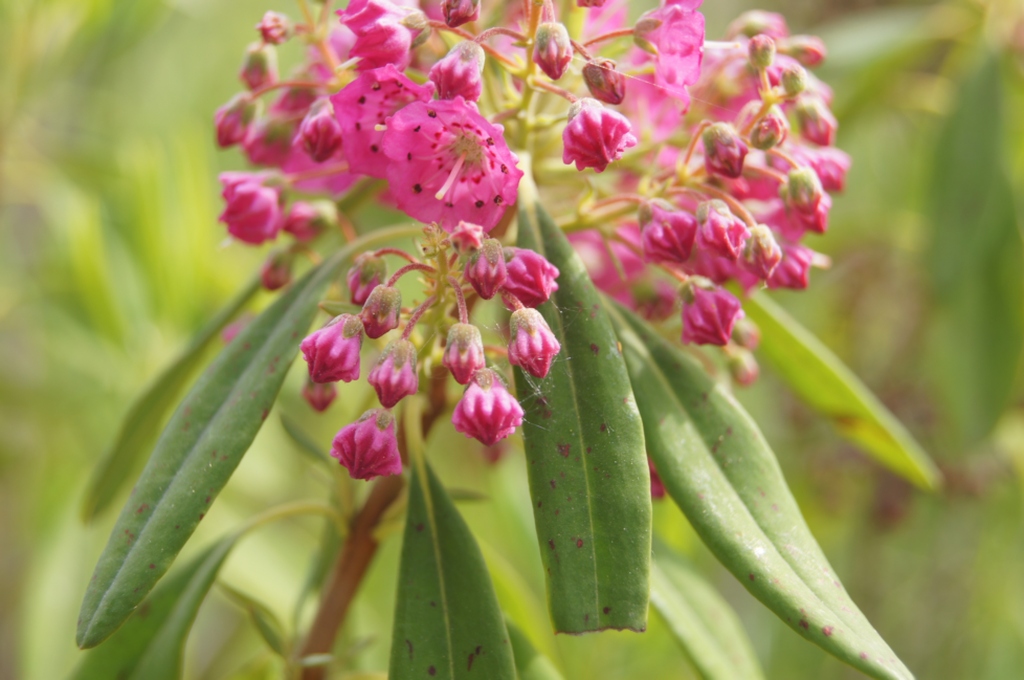 Kalmia, der Berglorber.