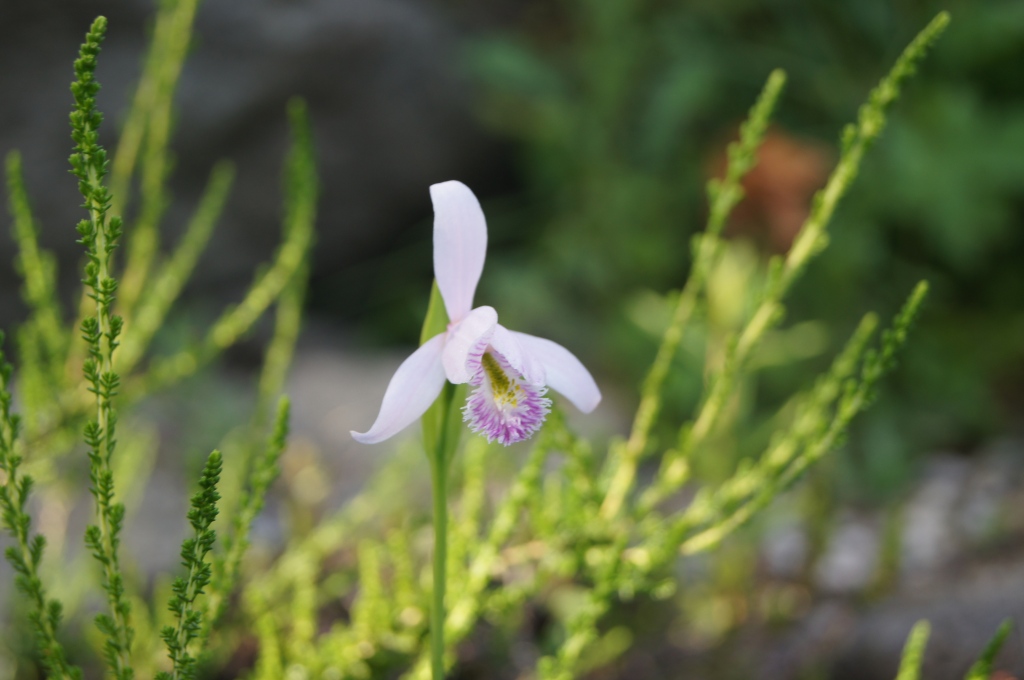Pogonie Moororchidee