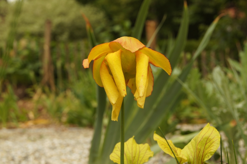 Saracenia flava