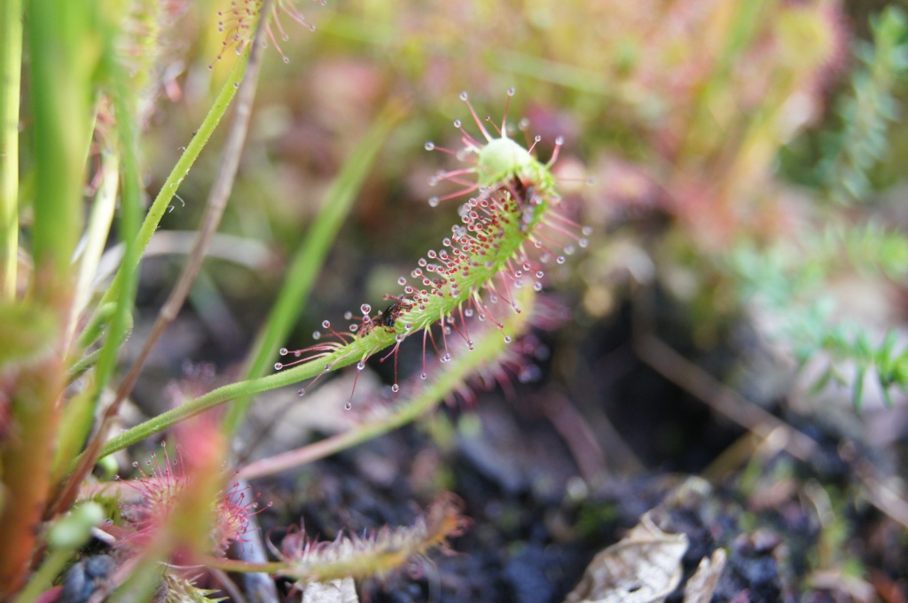 Sonnentau (drosera)