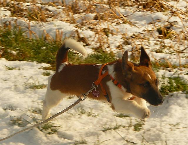 Spike im Schnee