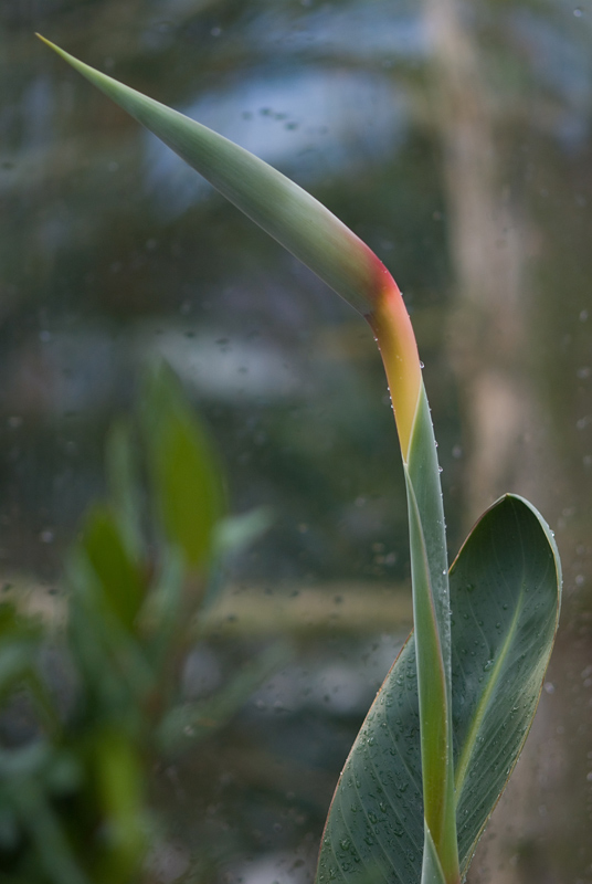 Strelizie-im-Wintergarten01.jpg