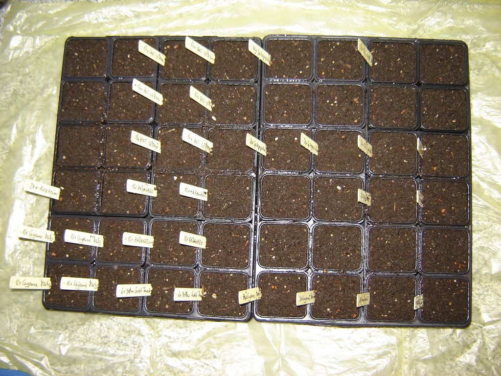 Chiliaussaat_2013_06.jpg
