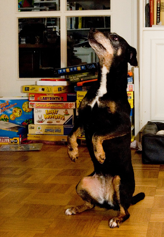 was Hund nicht alles für einen Wurstzipfel tut...