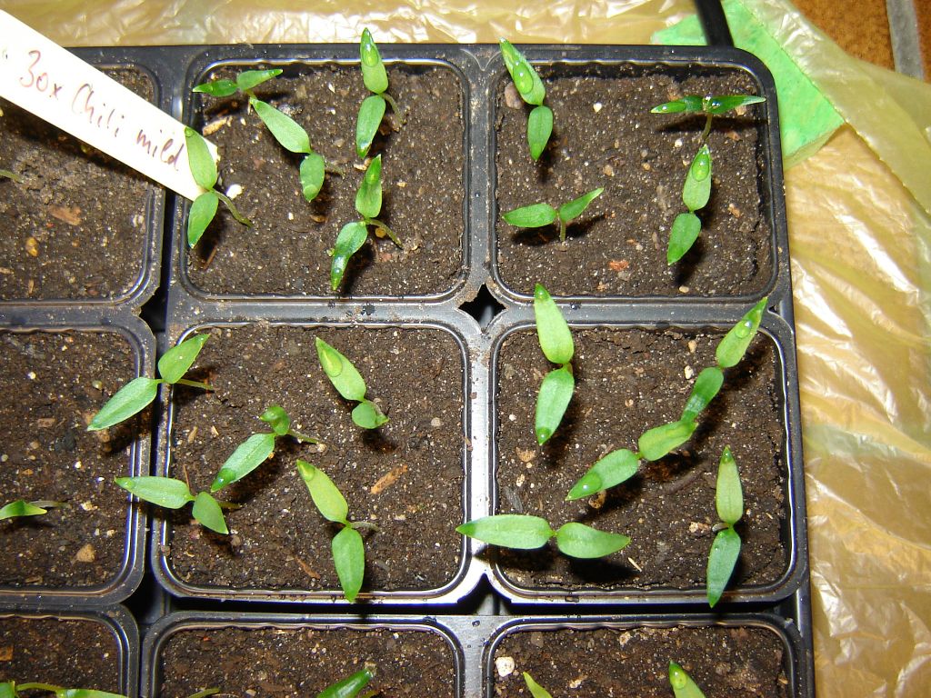 Chiliaussaat_2013_21.jpg
