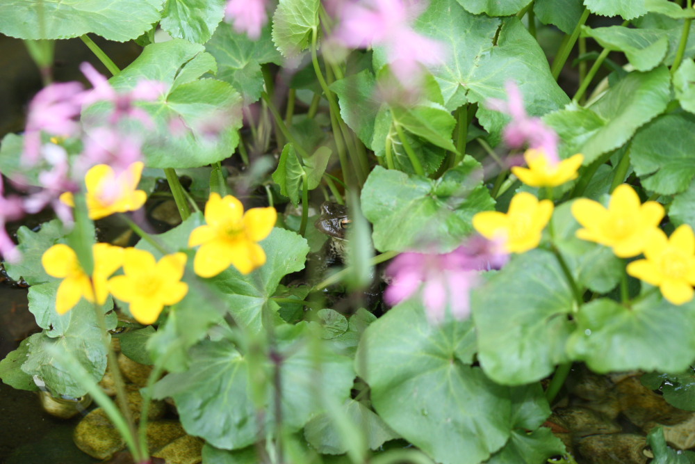 Frosch0001.JPG
