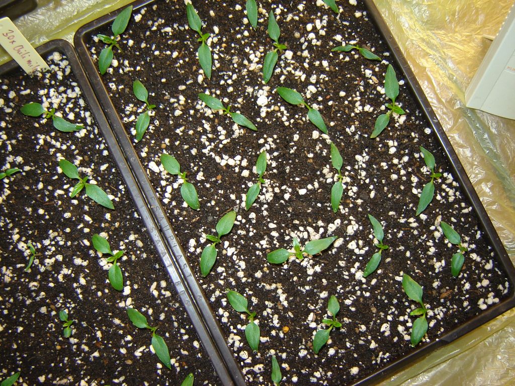 Chiliaussaat_2013_36.jpg