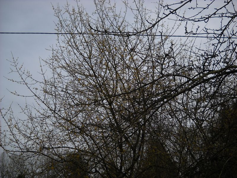 k-18.3.2013 010.JPG