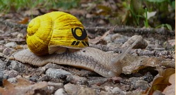 Schnecke.jpg