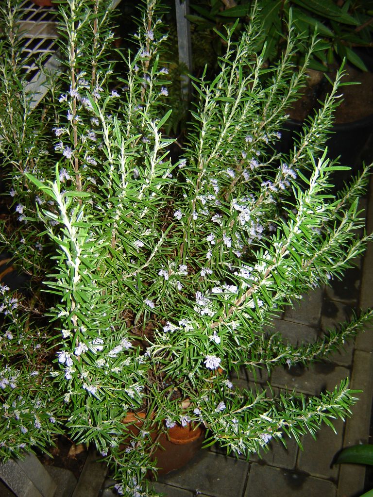 Rosmarin01.jpg