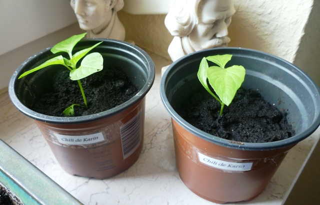 Chili von Karin und Hans.jpg