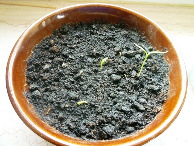 Sibrischer Hauspaprika.jpg