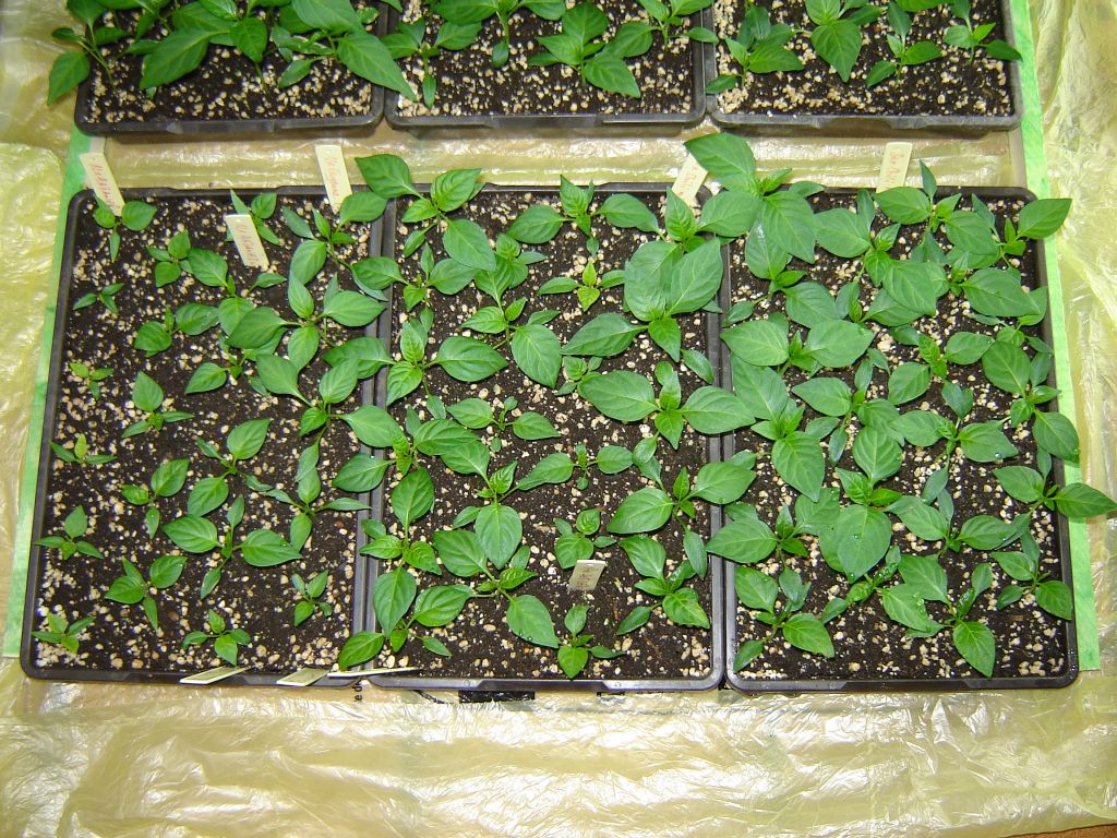 Chiliaussaat_2013_44.jpg
