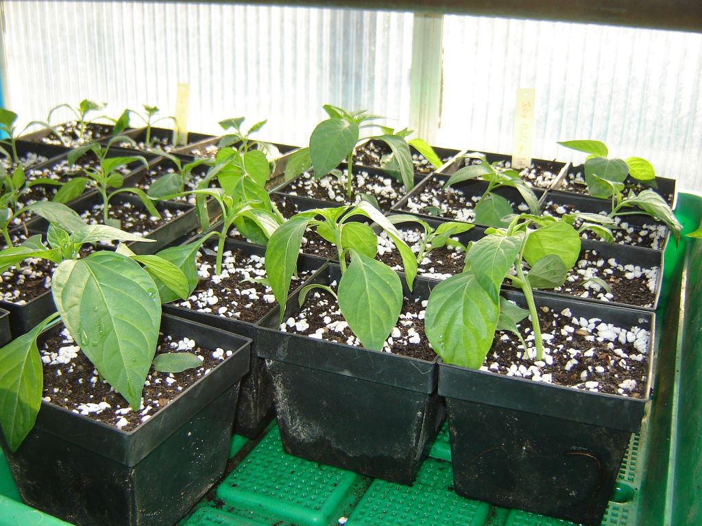 Chiliaussaat_2013_47.jpg
