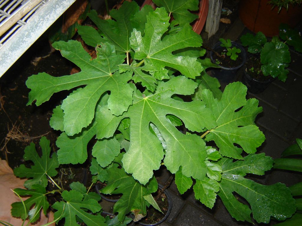 Feigenpflanzen aus Spanien 05.jpg