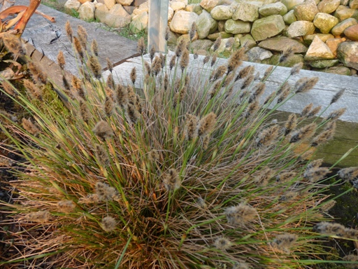 Scheidenwollgras.JPG