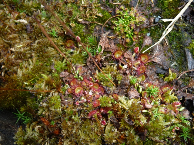 Sonnentau zeigt sich.JPG