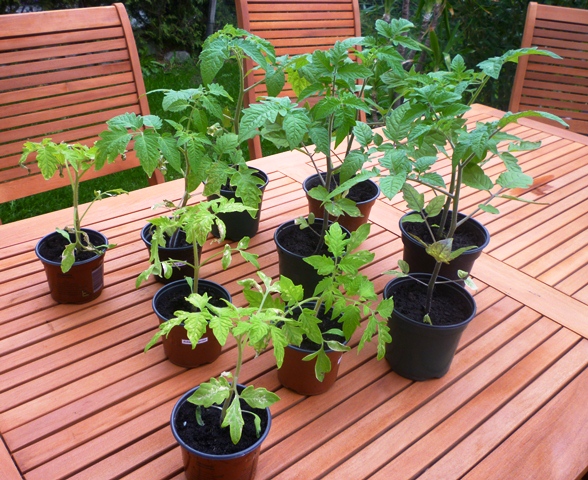 Tomaten_2.jpg