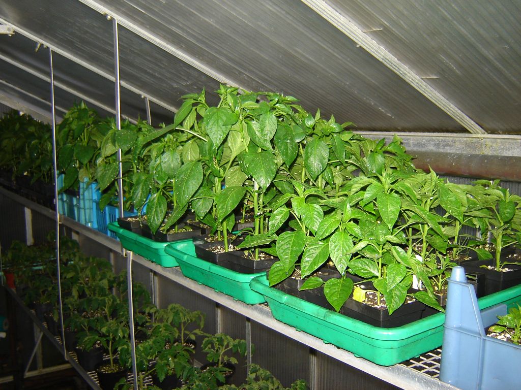 Chiliaussaat_2013_58.jpg