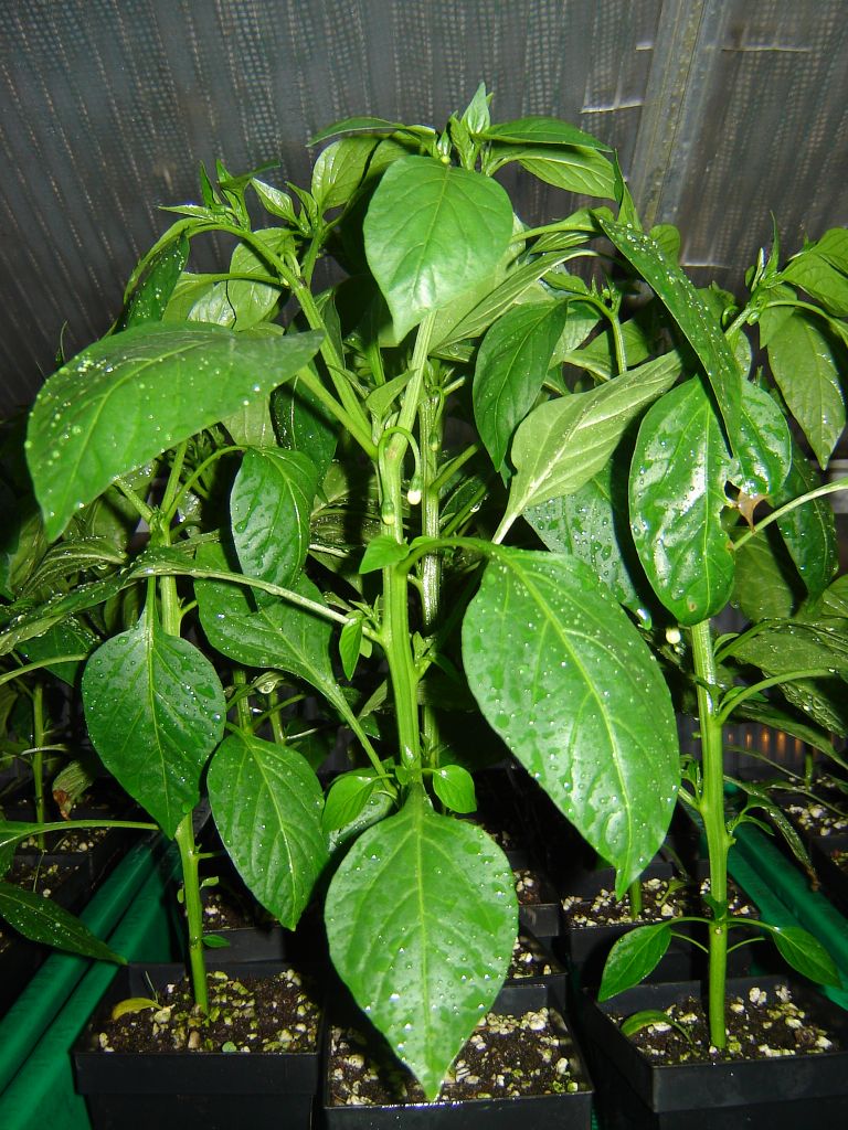 Chiliaussaat_2013_59.jpg