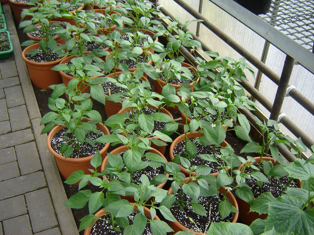 Chiliaussaat_2013_61.jpg