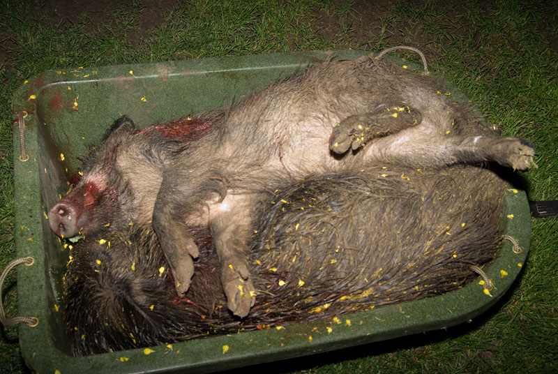 310513Frischling-&-ÜLK-aus-dem-Raps010.jpg