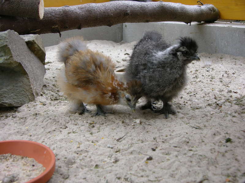 Unser Zwerseidenhuhnnachwuchs.