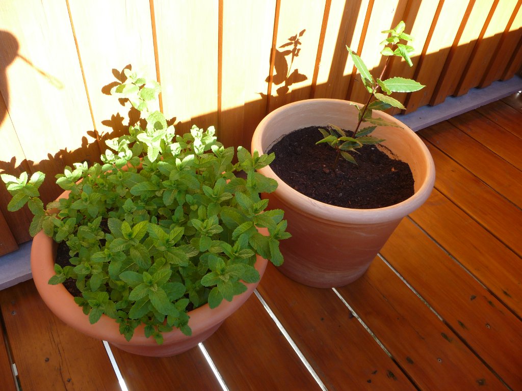 20130613_Lorbär.JPG