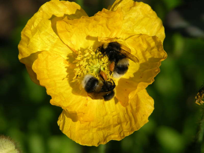 Gartenhummeln