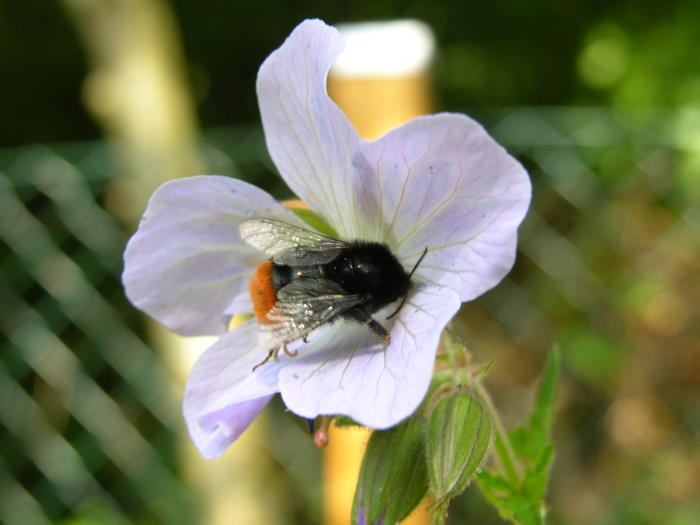 Steinhummel