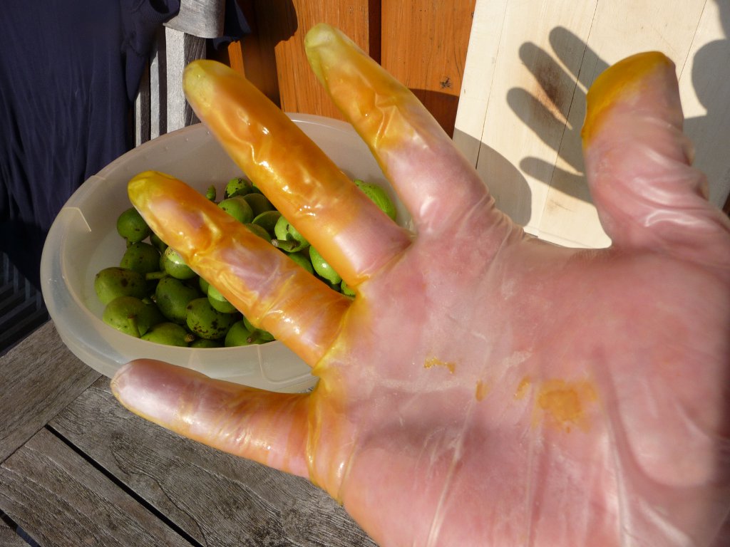 20130712_SchwarzNuss_04.JPG