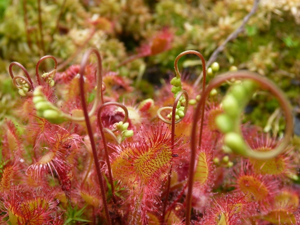 Rotundifolia.JPG