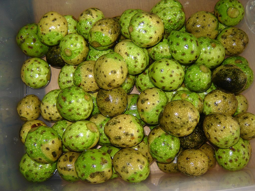 Schwarze Nüsse 05.jpg