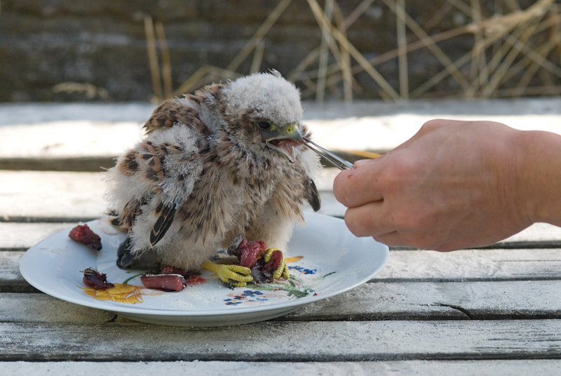 Raubtierfütterung