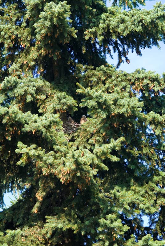 seine Geschwister in unserem Garten
