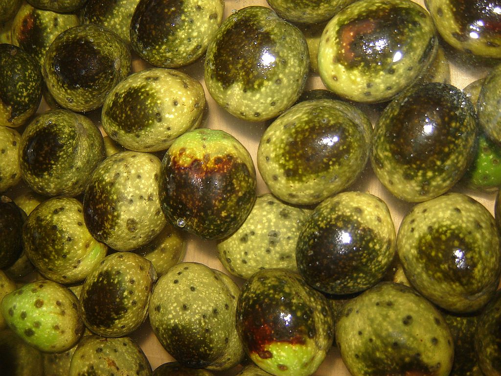 Schwarze Nüsse 08.jpg