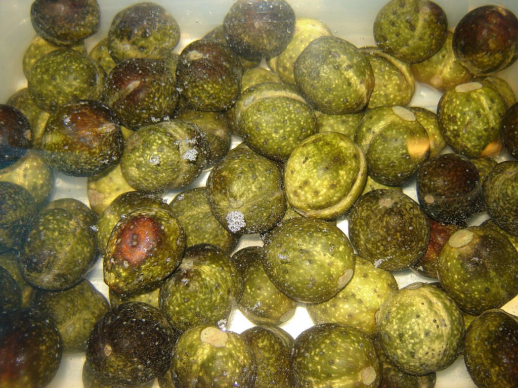 Schwarze Nüsse 09.jpg