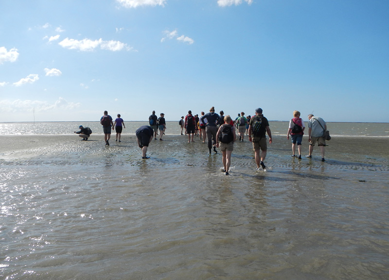 Wattwanderung am Samstag in Neuharlingersiel
