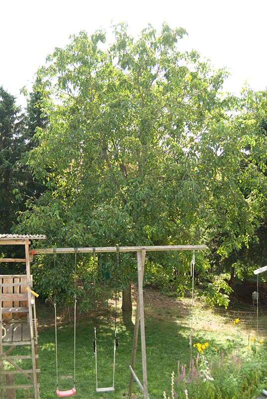 280813Wallnußbaum-hinterm-Haus001.jpg