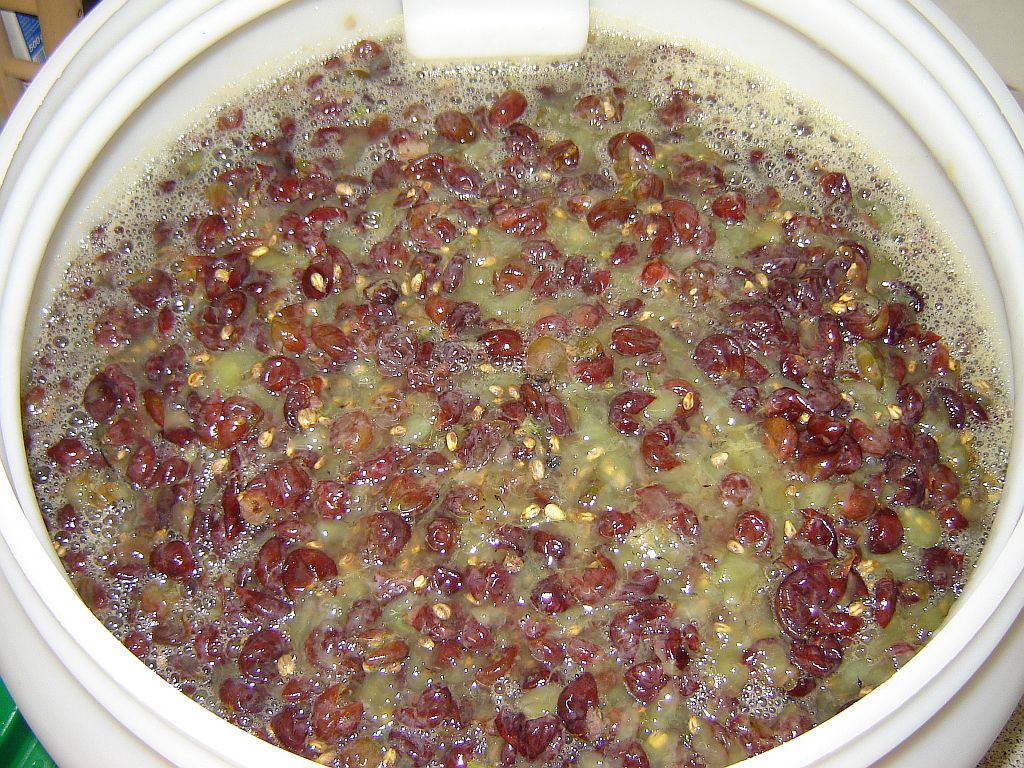 Traubenmaische01.jpg
