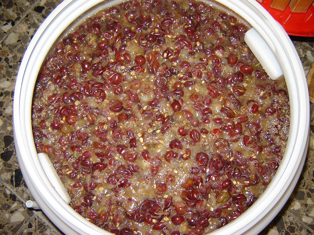 Traubenmaische05.jpg
