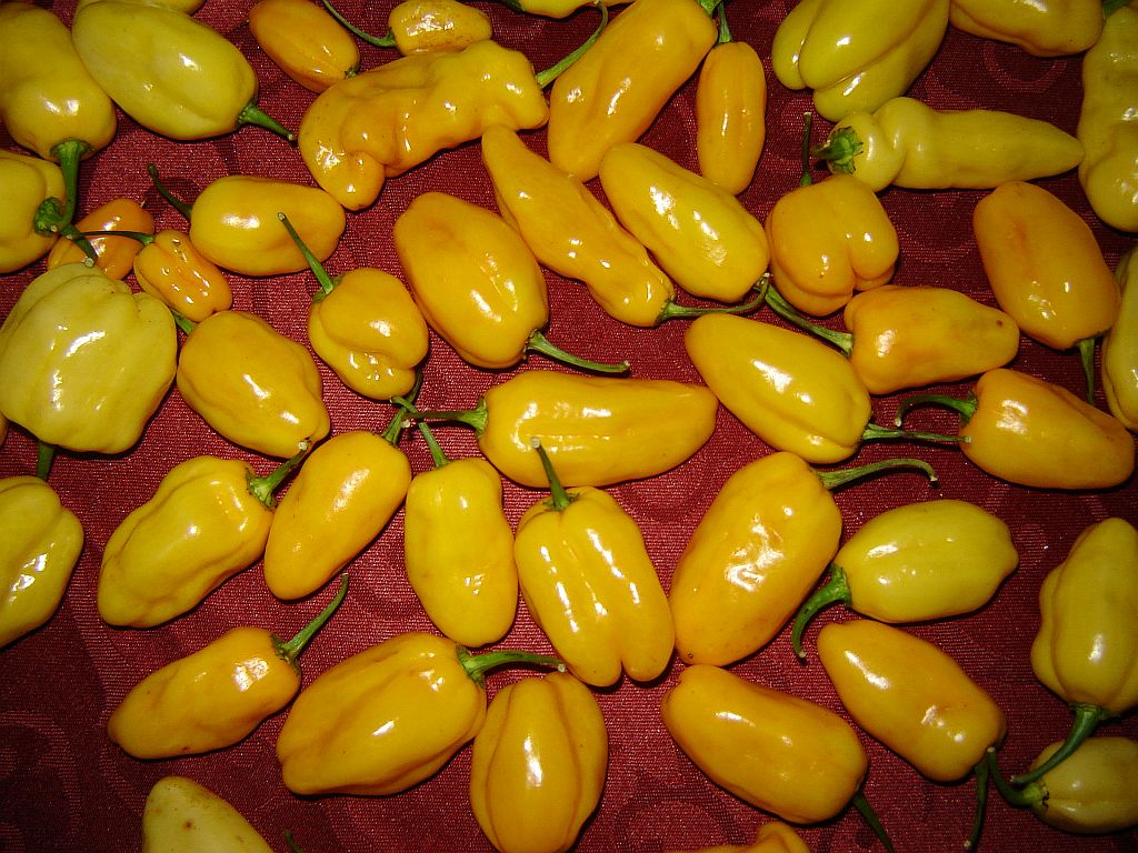 Habanero_2013_02.jpg