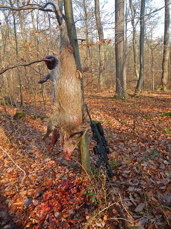 unmittelbar nach der Erlegung wird sauber aufgebrochen und das Stück am Hinterlauf irgendwo aufgehangen