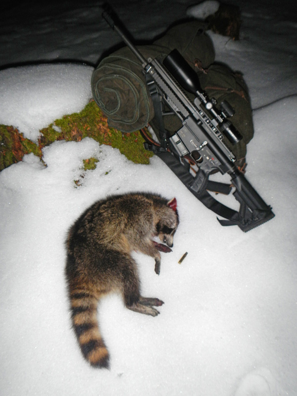 Waschbär-mit-Lodenrucksack-und-MR308.jpg