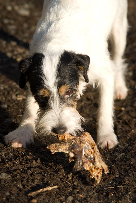 mit im LBO getrocknetem Wildknochen (Eigenmarke)