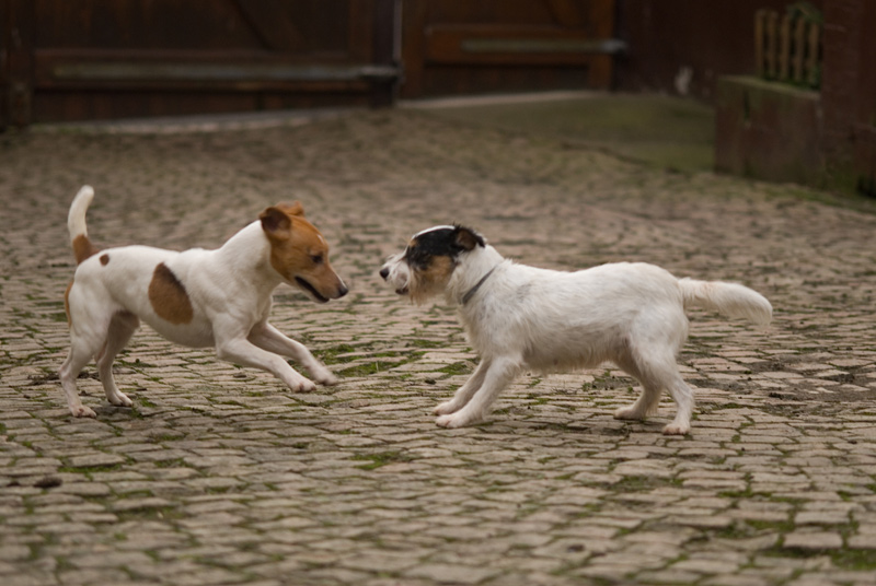 060114Grace-&-Baro138.jpg