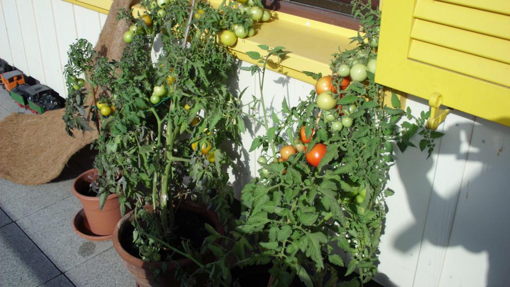 Schildis Tomatenstöcke