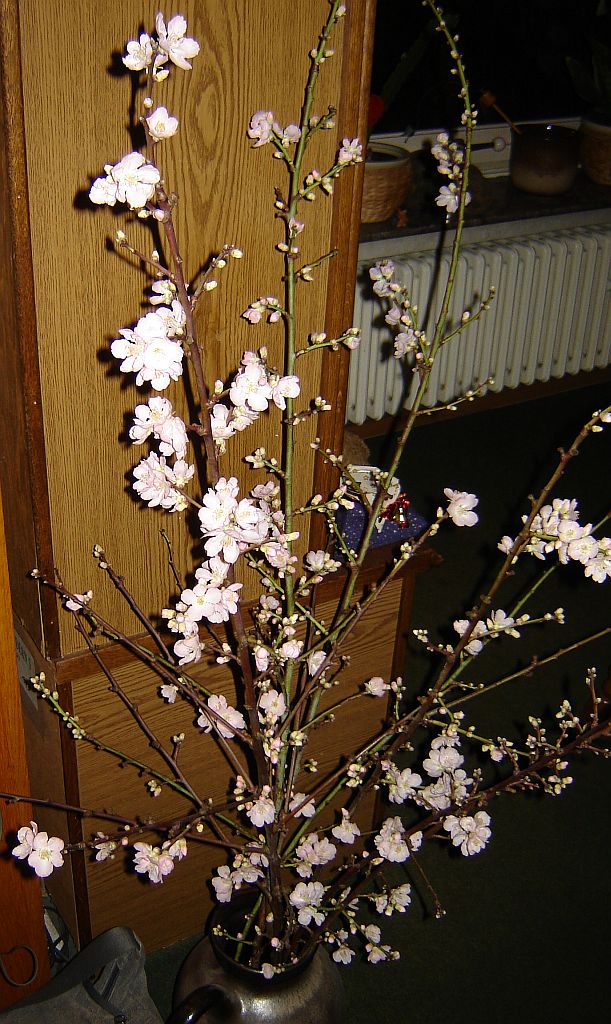Mandelblüte.jpg