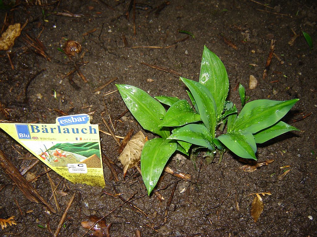 Bärlauch-14-02-08-01.jpg